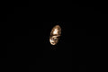 Terra Ring