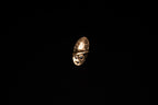 Terra Ring